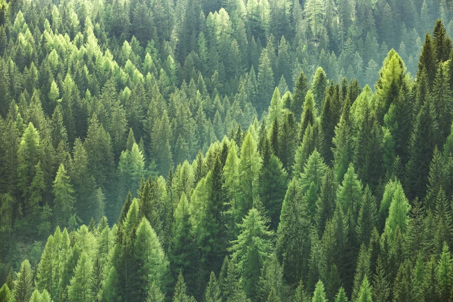 Aerial view of a dense evergreen forest canopy